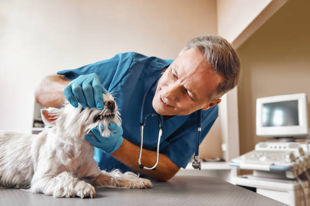 Best Dental Abscess Treatment in Catahou, LA